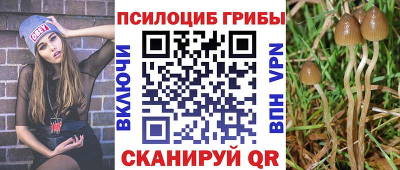 купить закладку  Сковородино  Псилоцибиновые грибы прущие грибы 